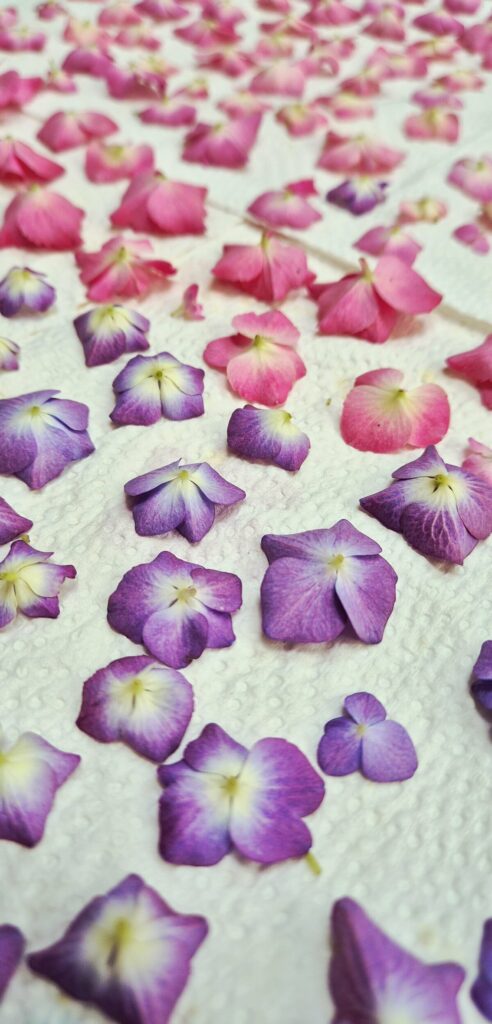 Petites fleurs roses et violettes posées à plat sur du papier absorbant pour sécher