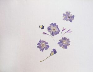 Fleurs violettes pressées sur fond blanc