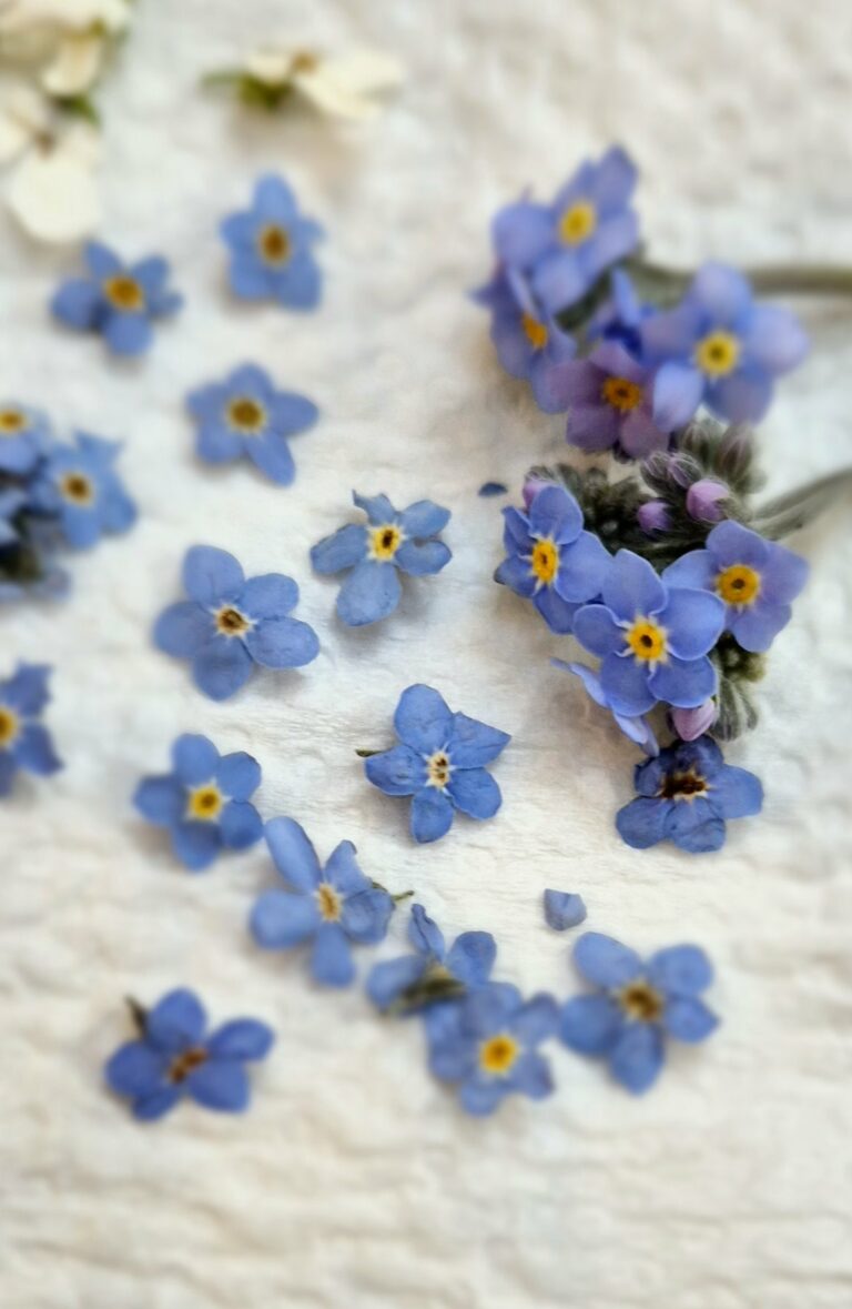 Petites fleurs bleues séchées et pressées sur une feuille blanche