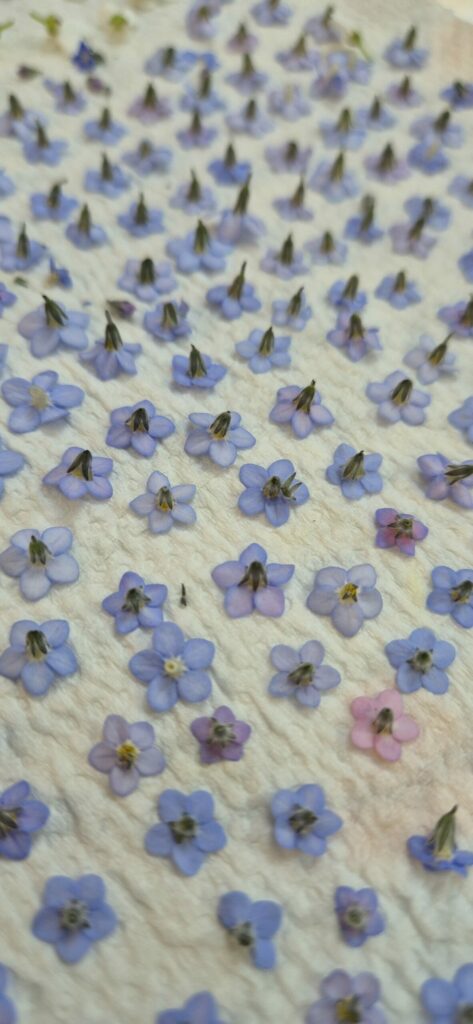 Dizaines de petites fleurs bleues séchées alignées sur une feuille