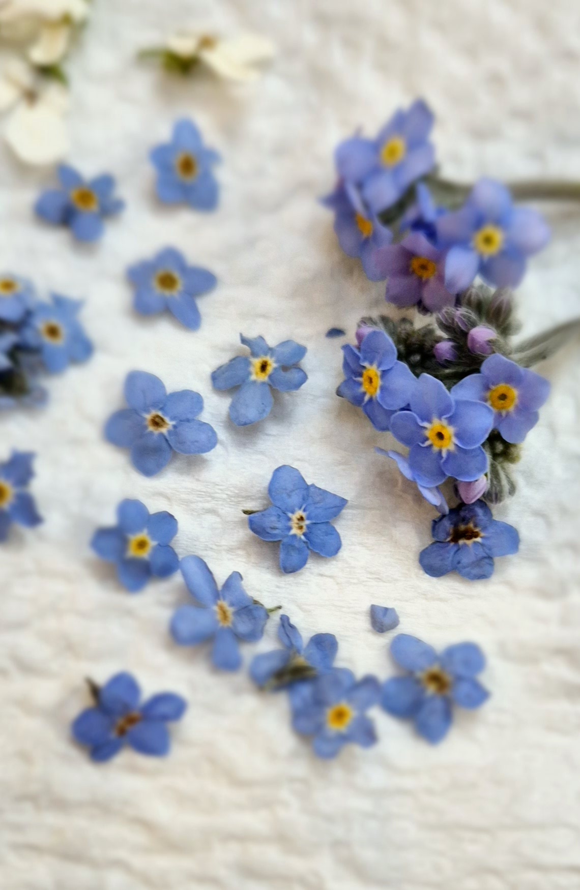 Petites fleurs bleues séchées et pressées sur une feuille blanche