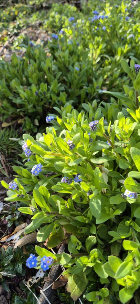 Massif de myosotis en fleurs au jardin