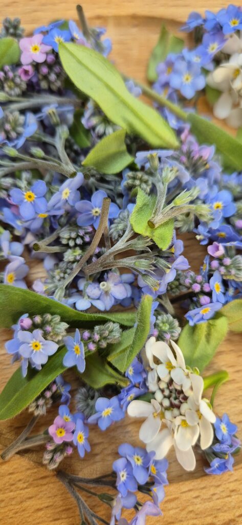 Brassée de myosotis fraîchement cueillis