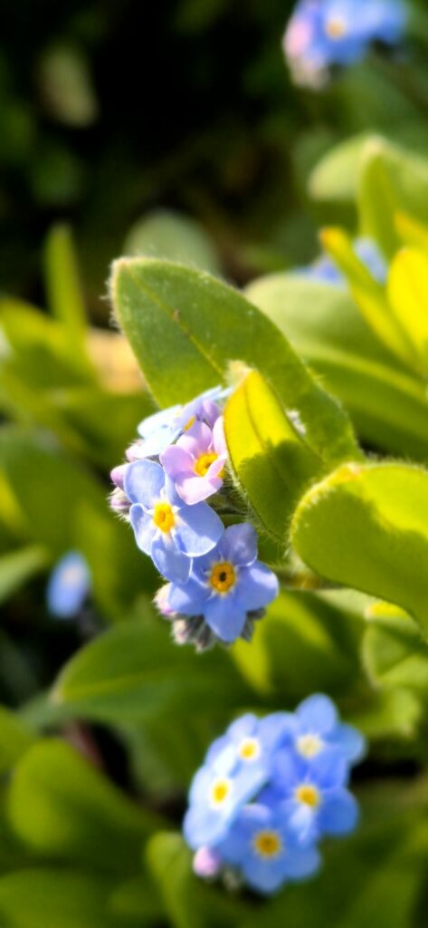Fleurs de myosotis bleues au jardin